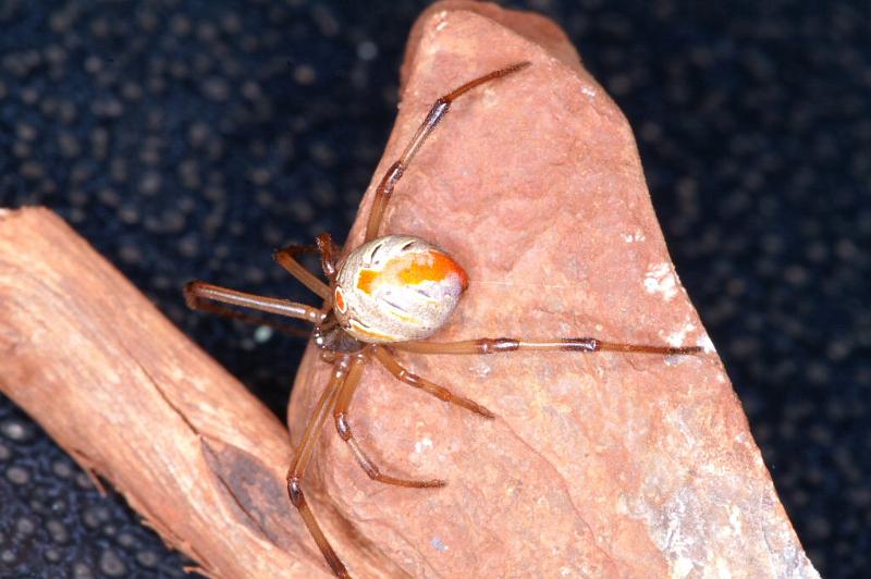 Latrodectus_hasselti_D3491_Z_82_E. of Nuendah homestead_Australie.jpg